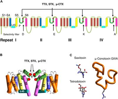 Predicting Structural Details of the Sodium Channel Pore Basing on Animal Toxin Studies